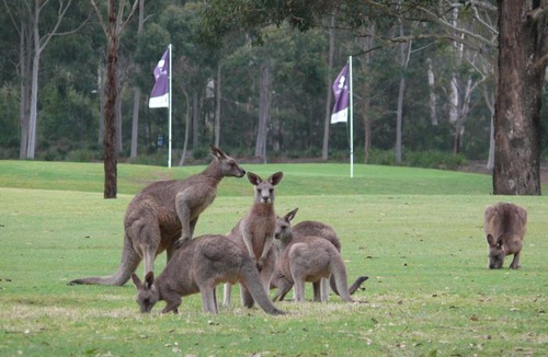 Cattai Resort | Riverside Oaks Golf Resort