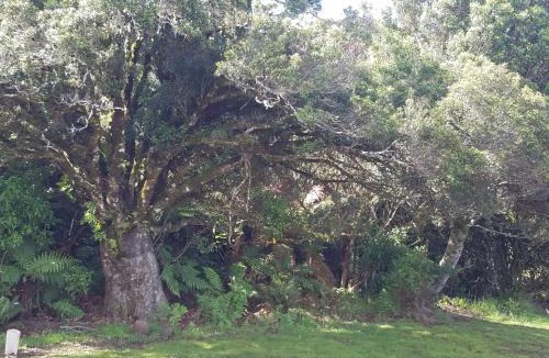 Horopito Bed & Breakfast | Riversong