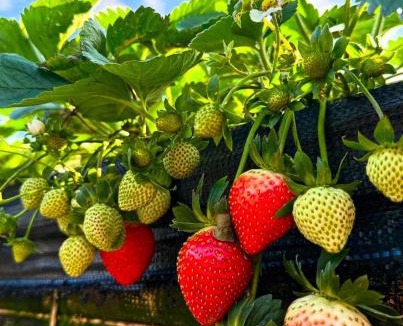 Sungai Bertam House | Riverview Bungalow in Cameron Highlands