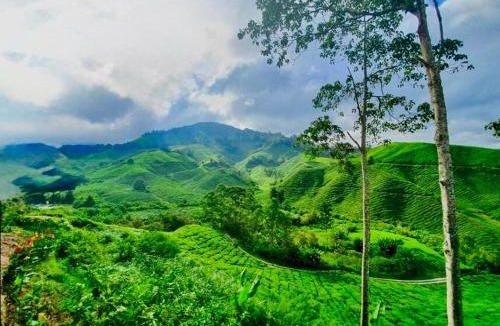 Sungai Bertam House | Riverview Bungalow in Cameron Highlands