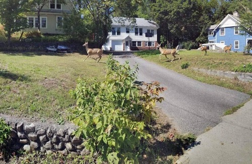 Saranac Lake House | Robin's Nest Charming Whole House Rental