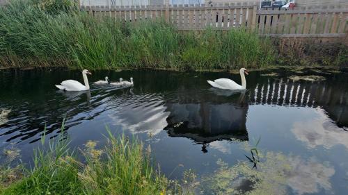 Seasalter Apartment | Robins Sunset Holiday Home