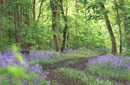 Layer Marney Other | Rockinghams Farm