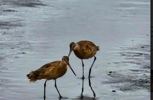 Copalis Beach House | Rocks Cabin
