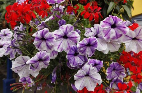 Saltash Apartment | Rod and Line