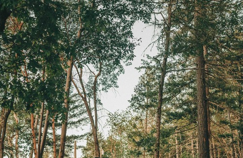 Merlin House | Rogue Ridge White Oak House