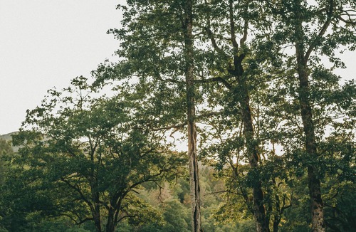 Merlin House | Rogue Ridge White Oak House