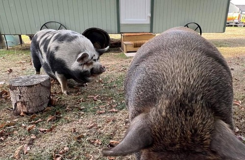 Irstead Apartment | Romantic Ensuite Shepherd's with Countryside views