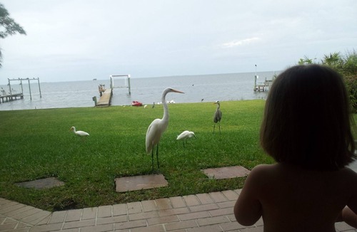 Crystal Beach House | Romantic Escape; Open Gulf View; Your Own Private Dock! Elevator to master.