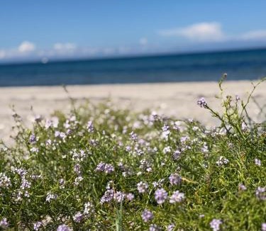 Frederiksvaerk Other | Romantic glamping in the forest near a sandy beach
