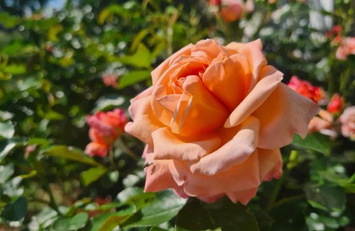 Saint-Romain-Lachalm Bed & Breakfast | Room lover Les Chaizes