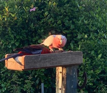 Metung House | Rose Cottage