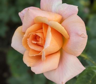 Scawton Bed & Breakfast | Rosegarth Bed and Breakfast