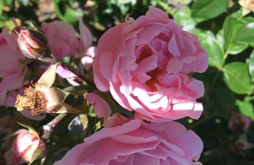 Nykobing Mors Bed & Breakfast | Rosengave