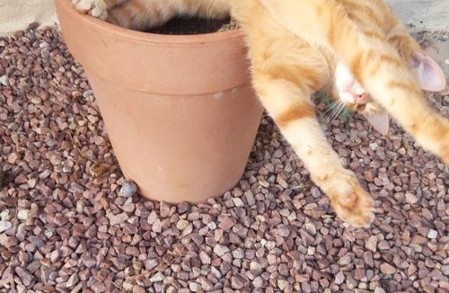 Sarceaux House | Roses