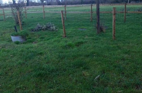 Sarceaux House | Roses