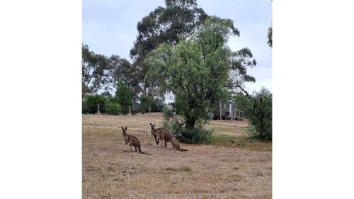 Macclesfield House | Rosewood Mac by Tiny Away