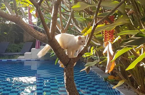 Sewon Villa | Rosseno Villa