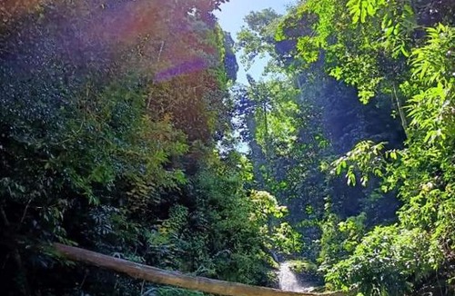 Temenggor Boat Rental | Royal Belum Mystical