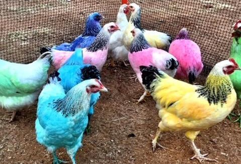 Tambo Hotel | Royal Carrangarra Hotel