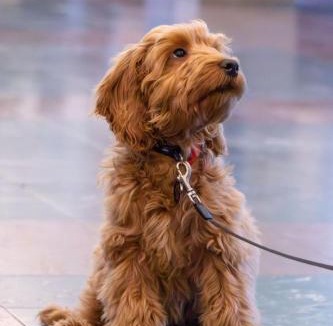 Keresley Hotel | Royal Court Hotel