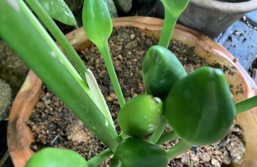 Kampung Permatang Sireh Ski Chalet | Rumah Ali Kayu