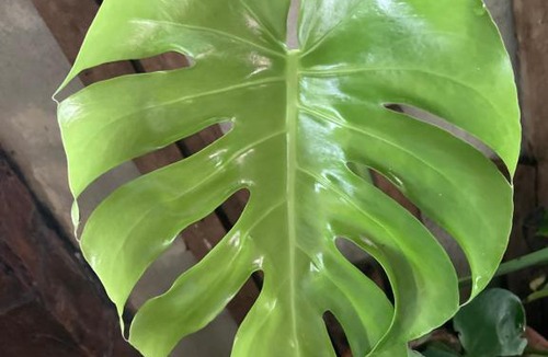 Kampung Permatang Sireh Ski Chalet | Rumah Ali Kayu