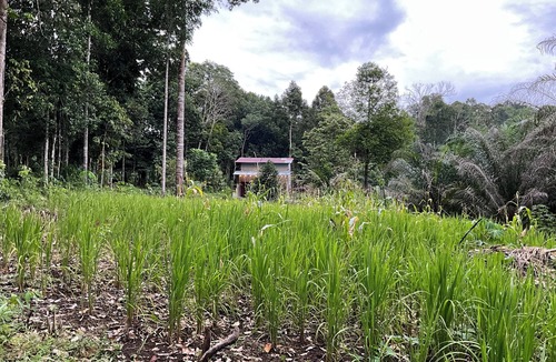 Ketapang House | Rumah Lakau