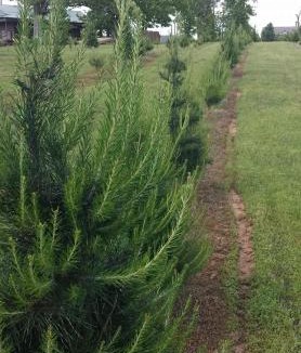 Cecil House | Rural life on a real Christmas tree farm! Hallmark experience!