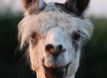 Coalpit Heath Apartment | Russet