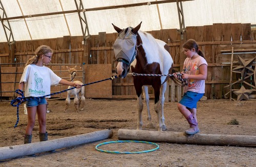 Adelaide Metcalfe Apartment | Rustic Stay on our Alpaca Farm, close to Grand Bend!