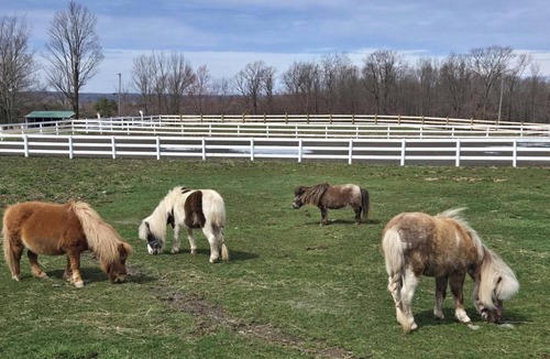 Tunnel RV Rental | RV Camping Horse Farm