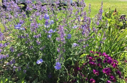 Hot Springs House | Sage Oasis RV or Tent Site # 1