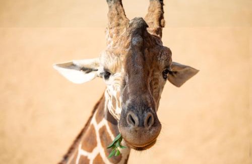 San Antonio Cabin | San Antonio Zoo - Spekboom Giraffe Lodge