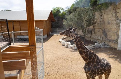 San Antonio Cabin | San Antonio Zoo - Spekboom Giraffe Lodge