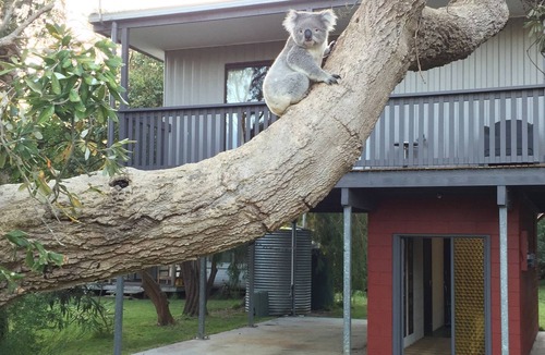 Sandy Point House | Sandy Point Tree House
