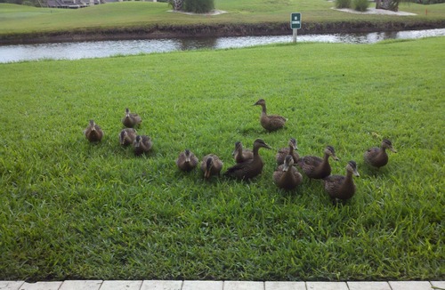 Sawgrass Condo | Sawgrass CC Oceanfront Community, Golf Cart to beach, 5 beds, dog on beach