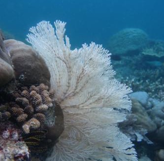 Yef Mo House | Sea Fans Homestay