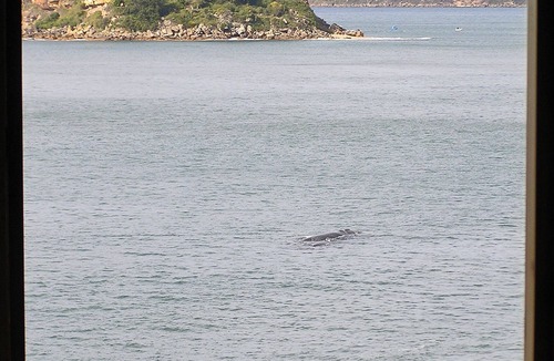 Pearl Beach Apartment | 'Seabreeze' a unique Waterfront/Beachside property