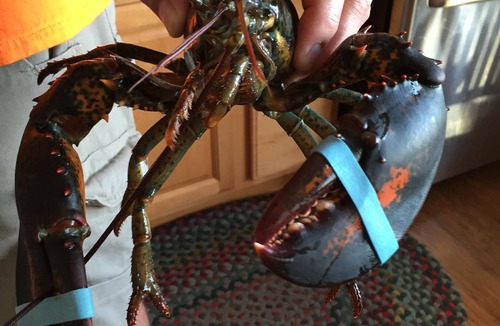 Jonesport House | Seaside House With Shore Frontage And Beautiful Views