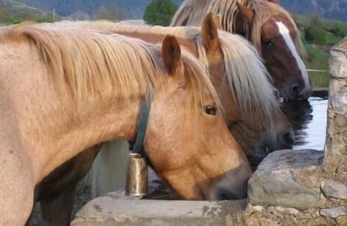 Campelles Cottage | Self catering Can Tubau for 10 people