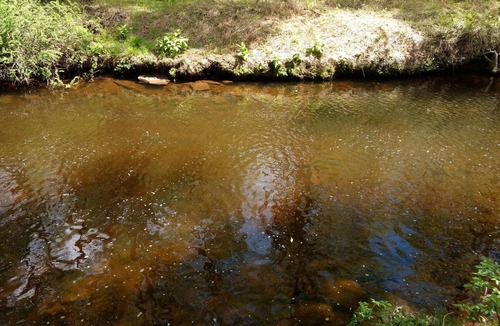 Mildred House | Serene Creek Frontage