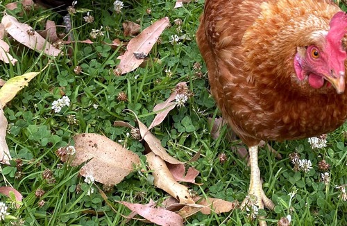 West Wallsend House | Serene Garden Cottage