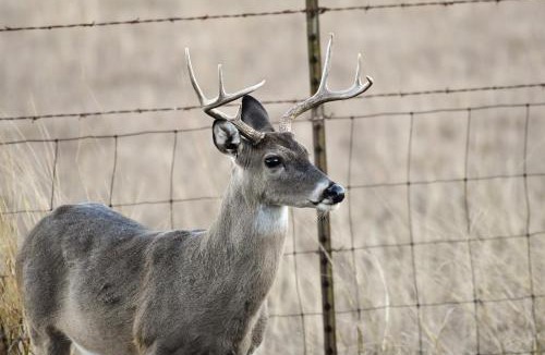 Boerne House | Serene Hill Country Wildlife Sanctuary w/Porch