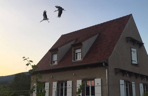 Mittelbergheim House | Serenity on the Wine Route