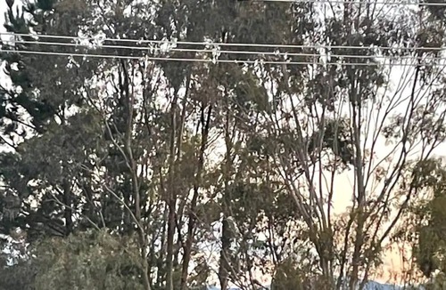 Goughs Bay House | Shack by the lake