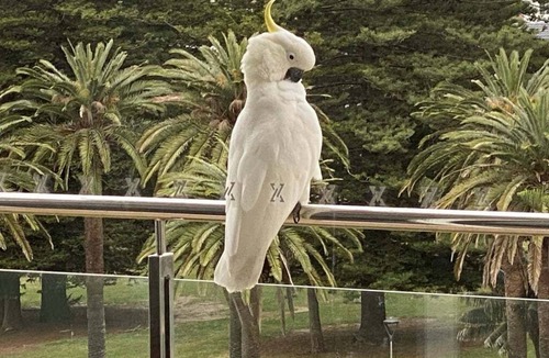 Cronulla Condo | Shelly Beach Park and Ocean Views