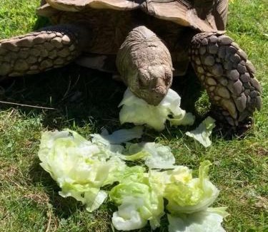 Helford Passage Ski Chalet | Silverspring Hideaways