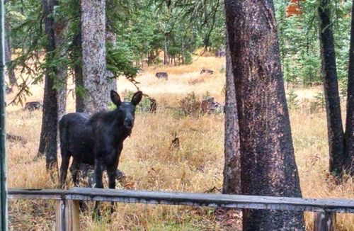 Cooke City-Silver Gate Cabin | SilverTip Cabins-Next to Yellowstone's NE Entrance, Silver Gate, MT