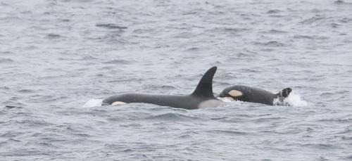 Keiss Hotel | Sinclair Bay Apartments